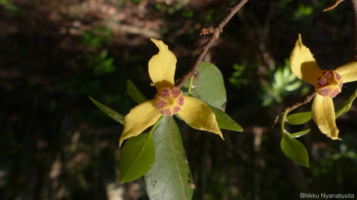 Mitrephora heyneana (Hook.f. & Thomson) Thwaites